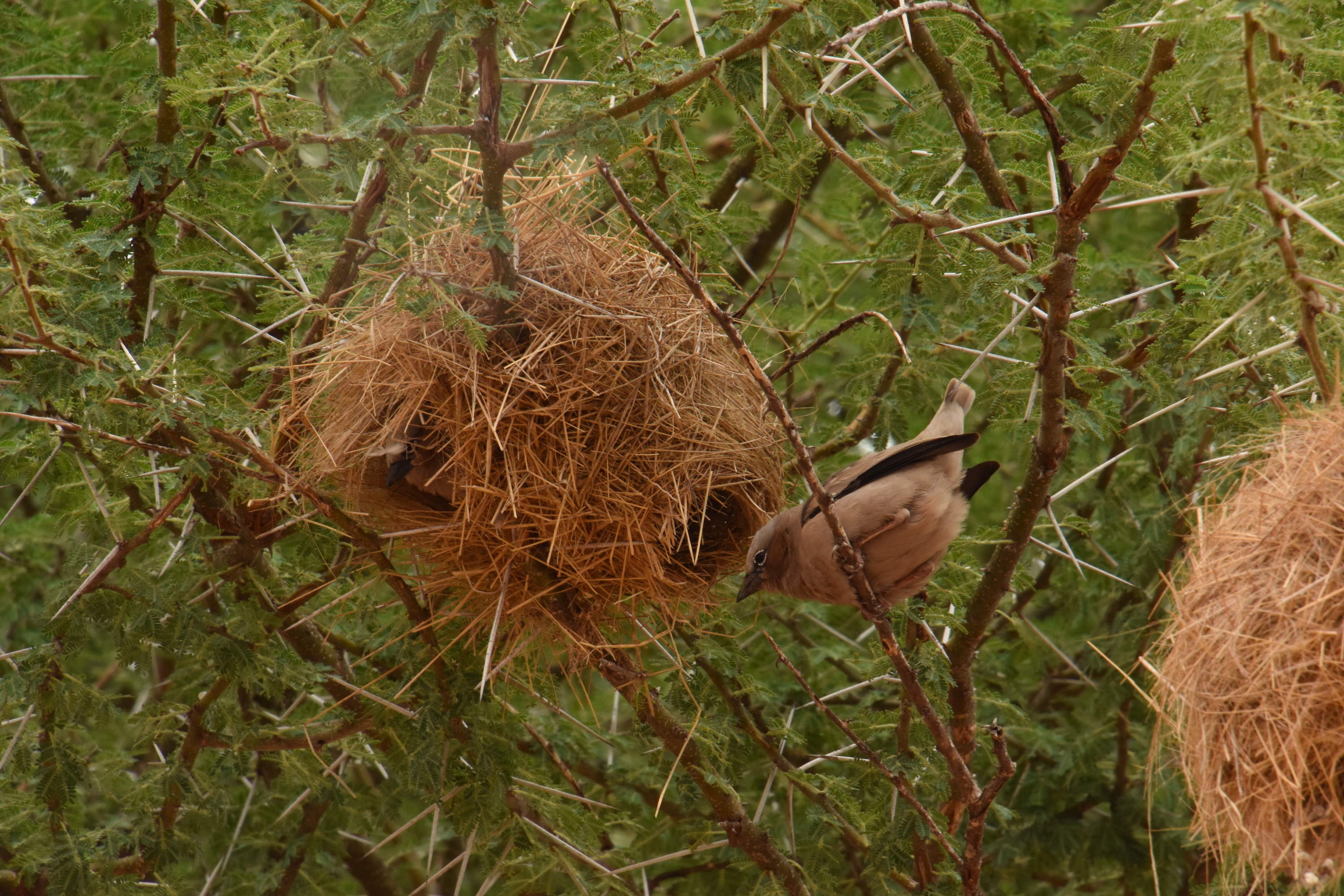 Grey-capped social weaver