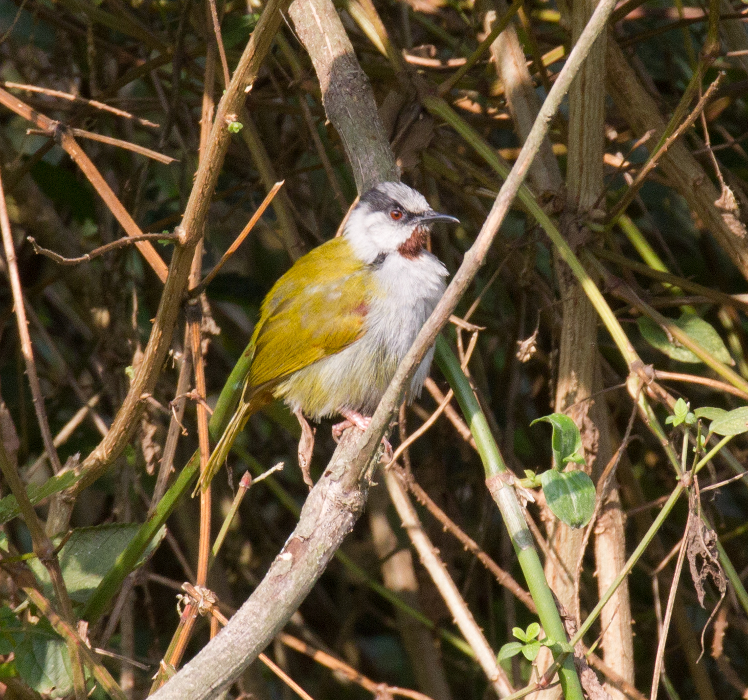 Grey-capped Warbler