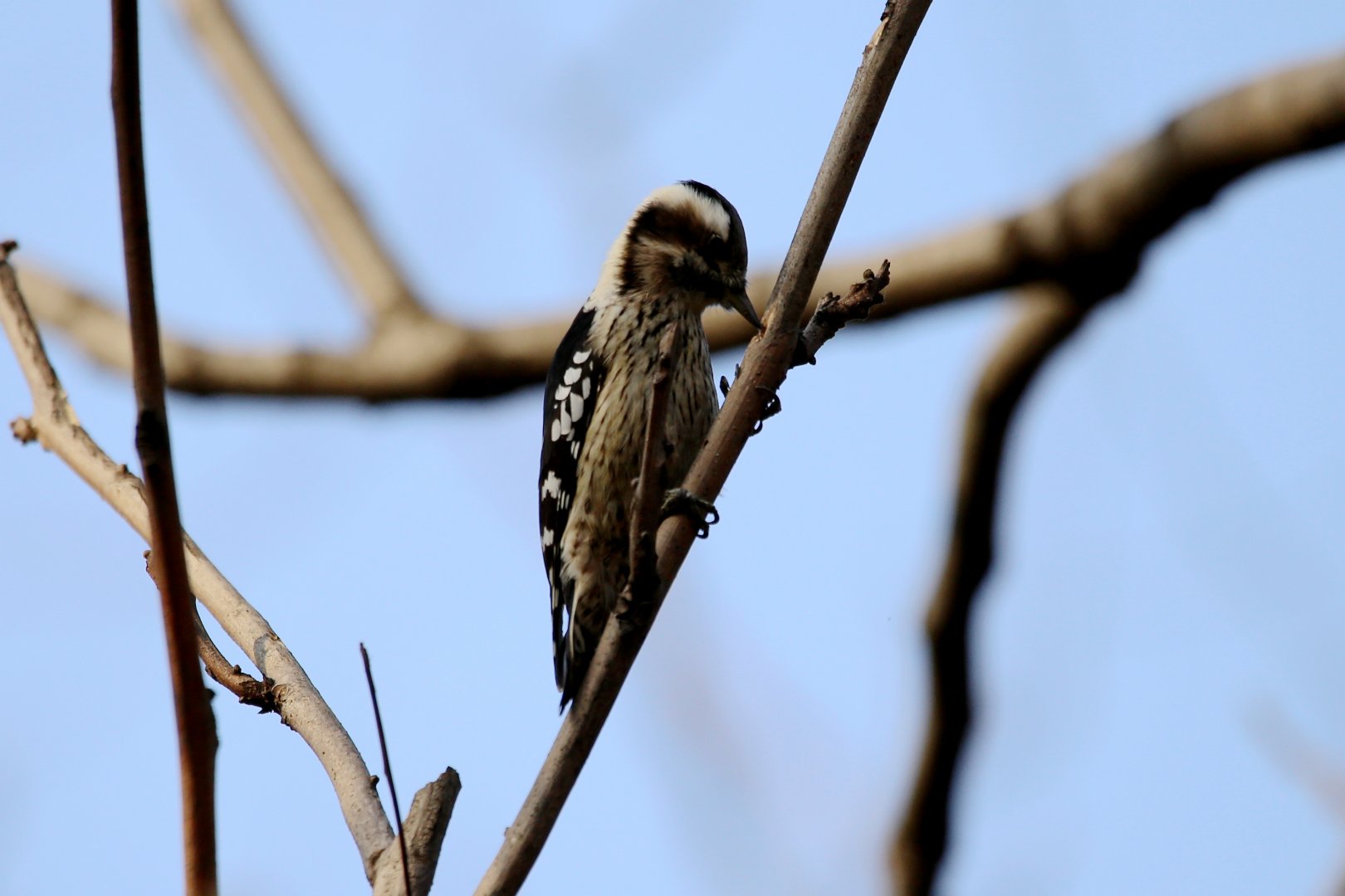 Grey-capped Woodpecker (Picoides canicapillus)
