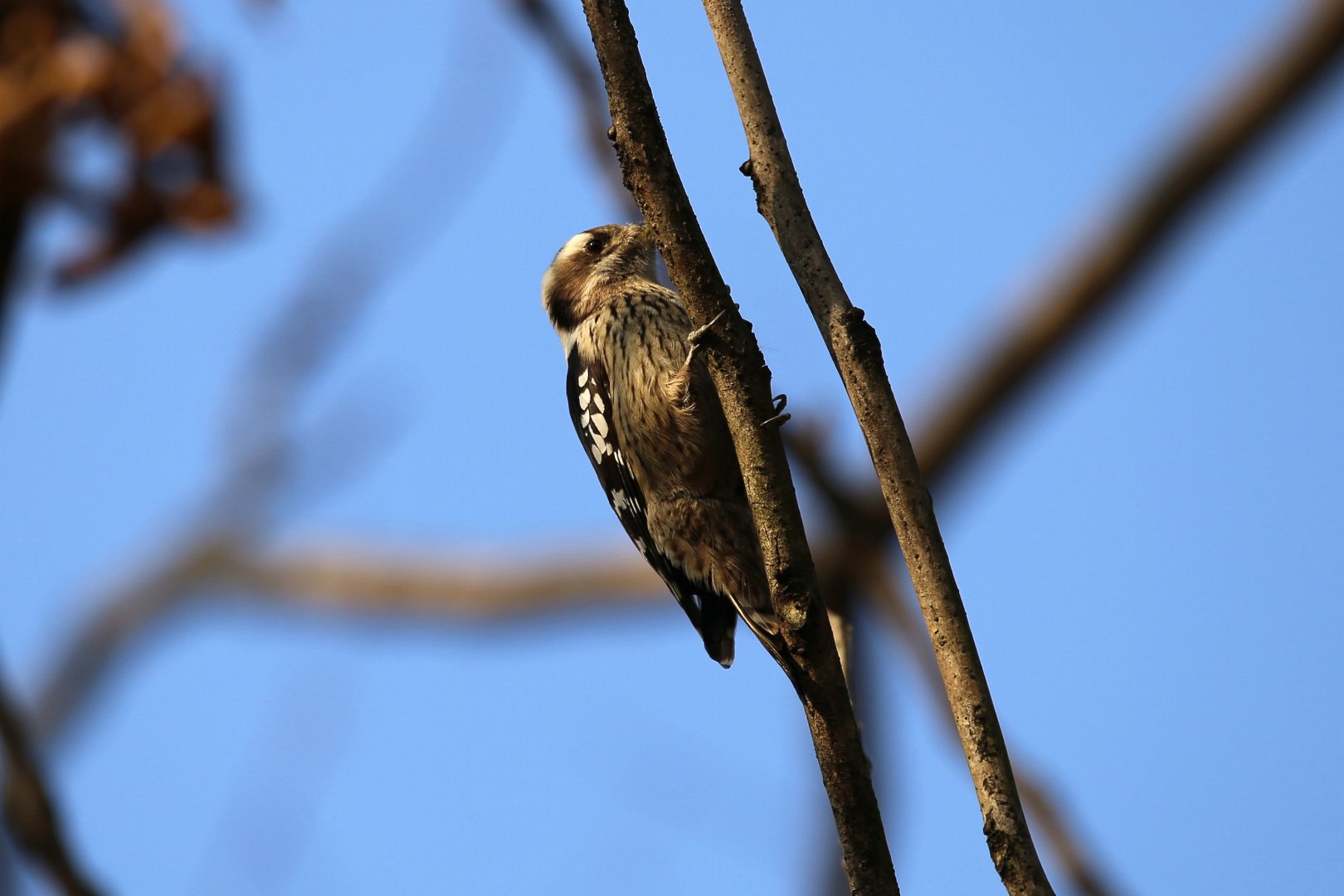 Grey-capped Woodpecker (Picoides canicapillus)