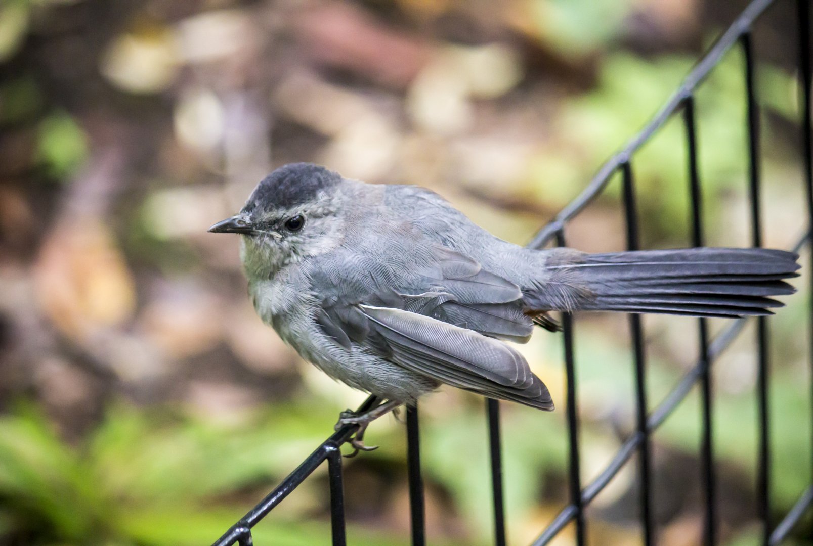 Grey catbird, Dumetella carolinensis