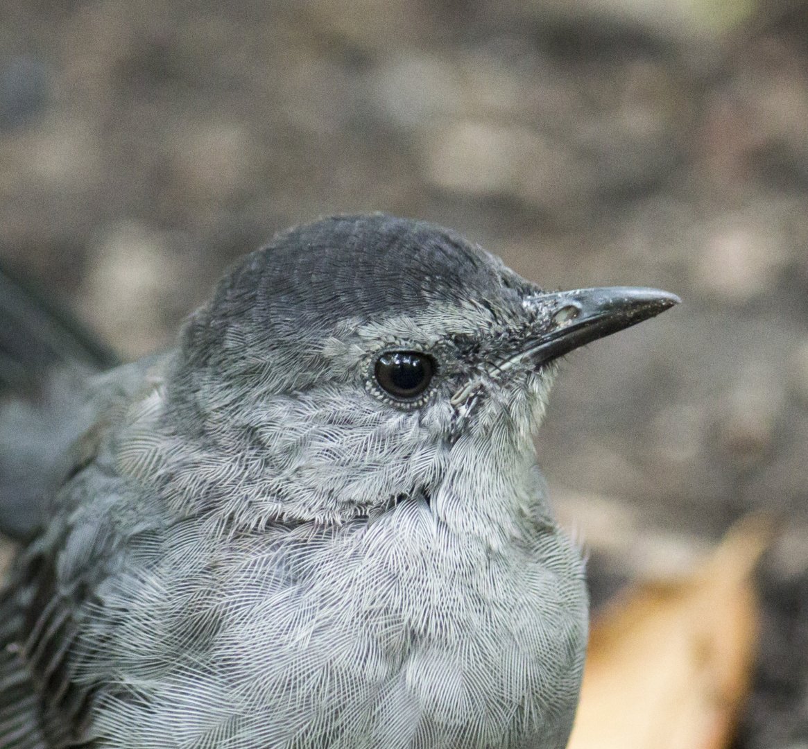 Grey catbird, Dumetella carolinensis