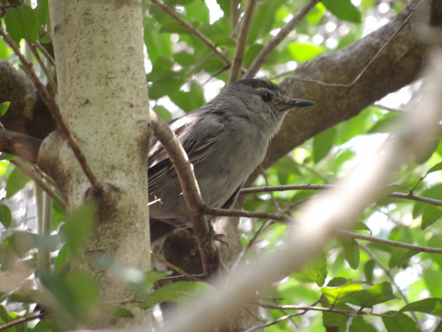 Grey Catbird(Dumetella carolinensis)