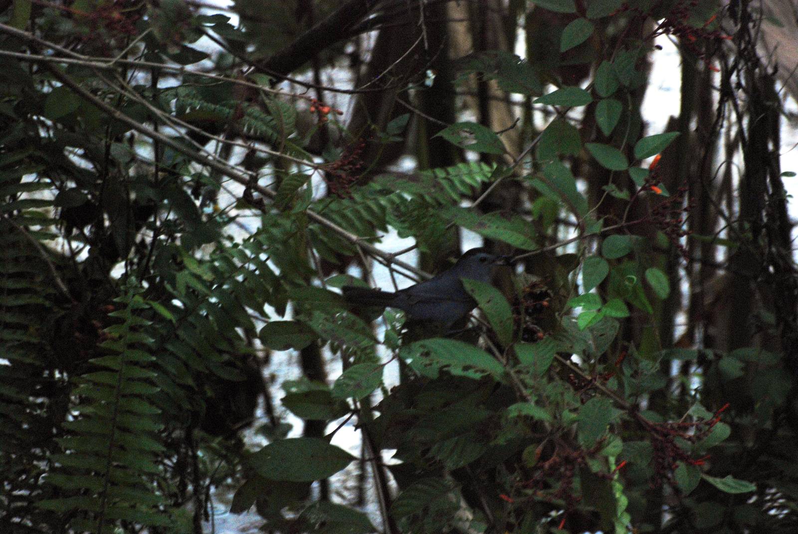 Grey Catbird, Western Everglades/Big Cypress, October 2013