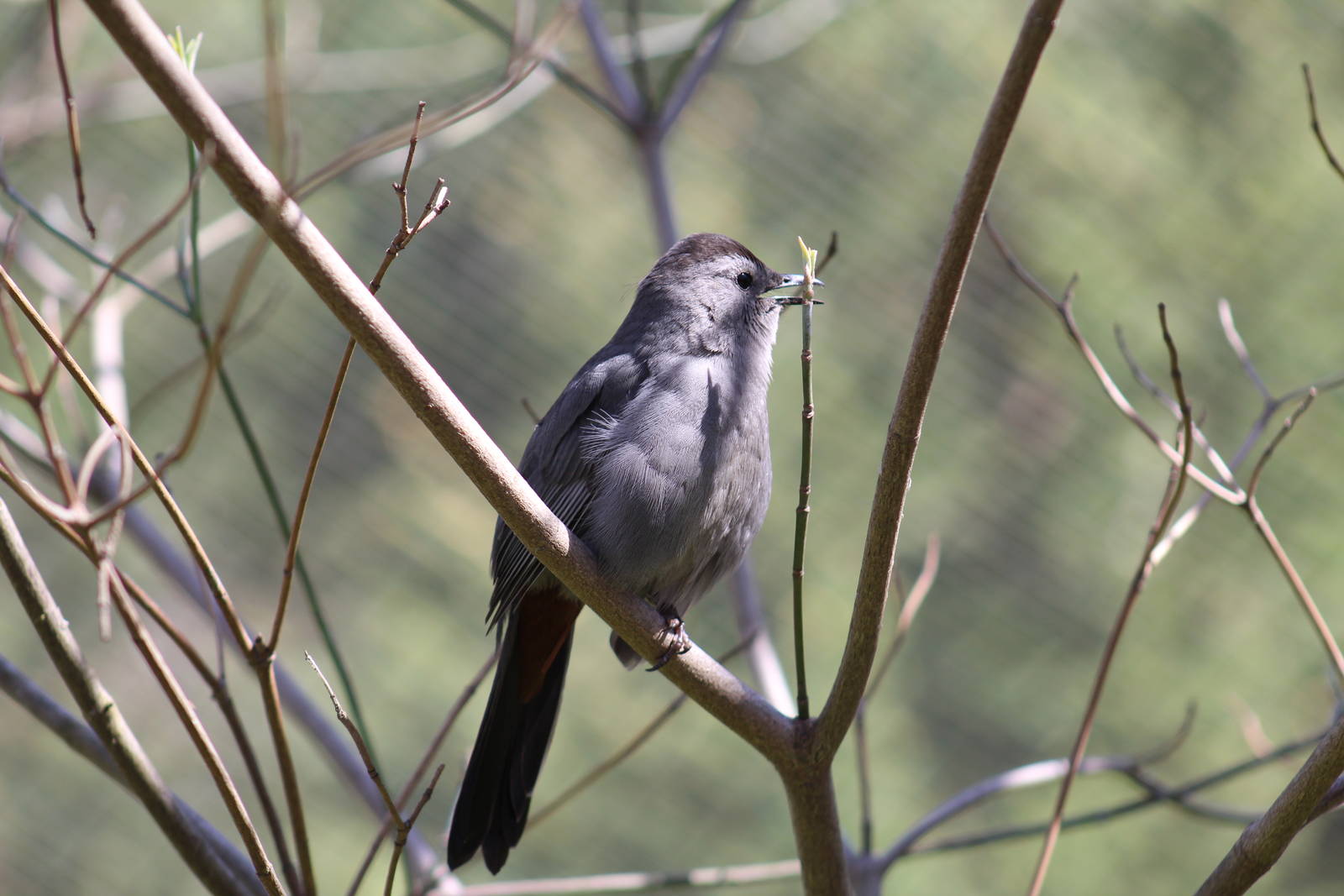 Grey Catbird