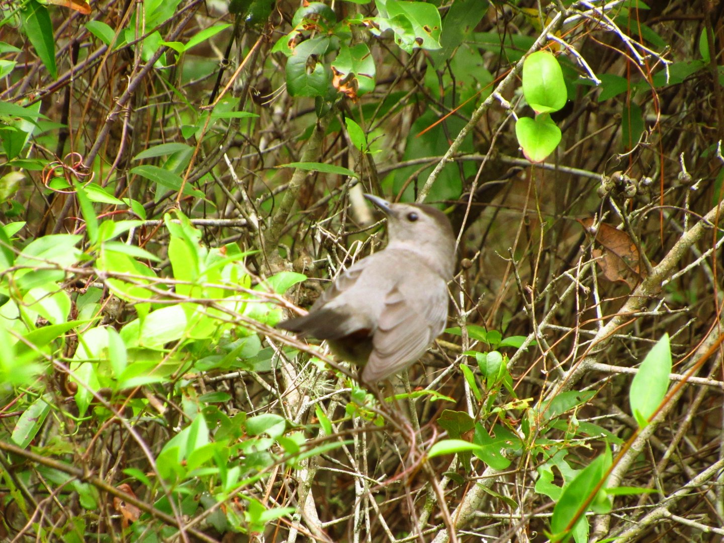 Grey Catbird