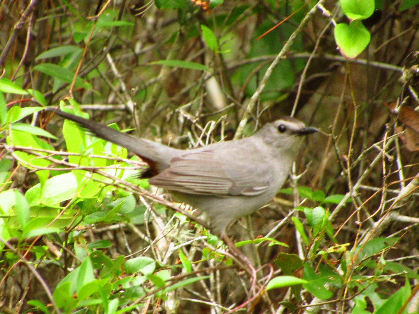 Grey Catbird
