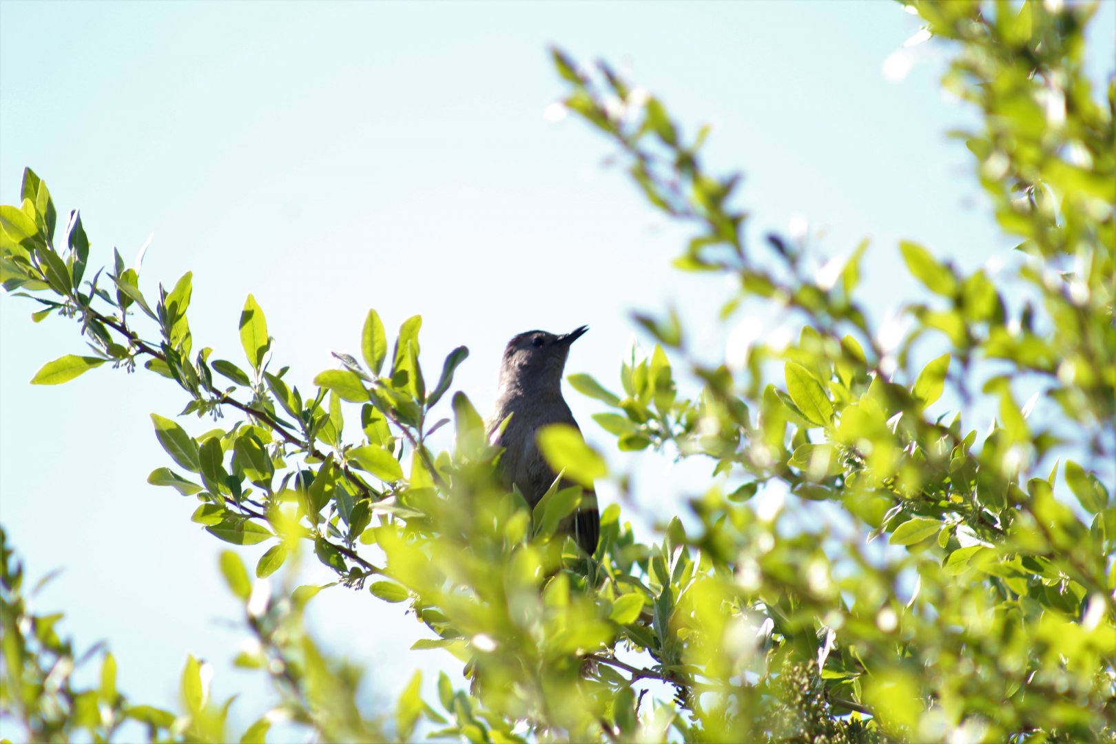 Grey Catbird