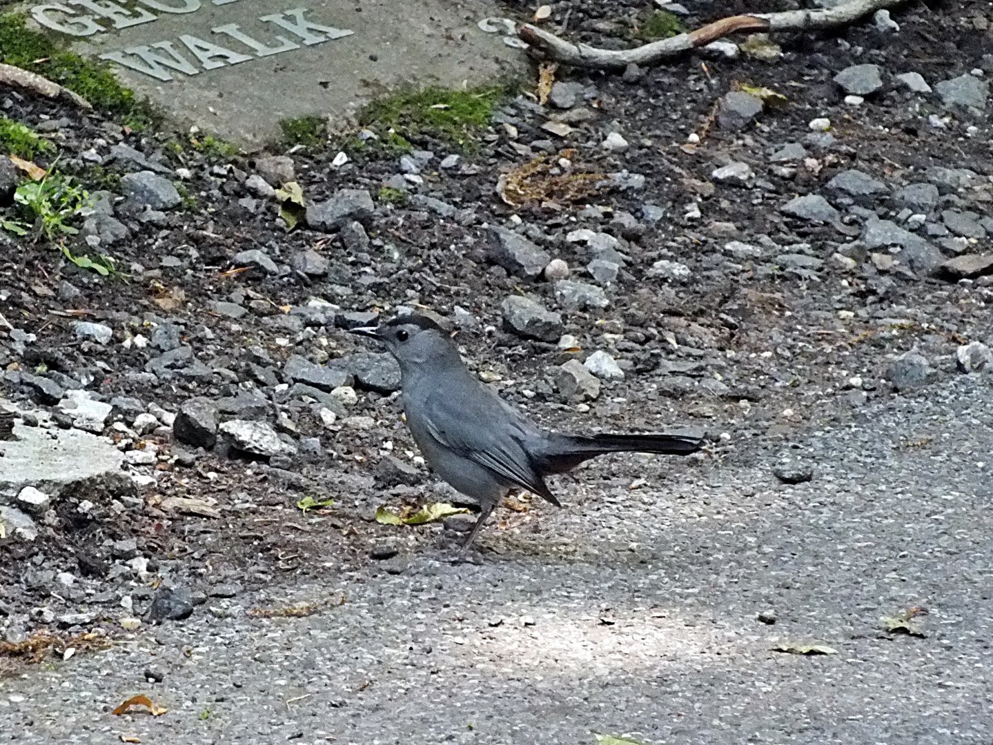 Grey catbird