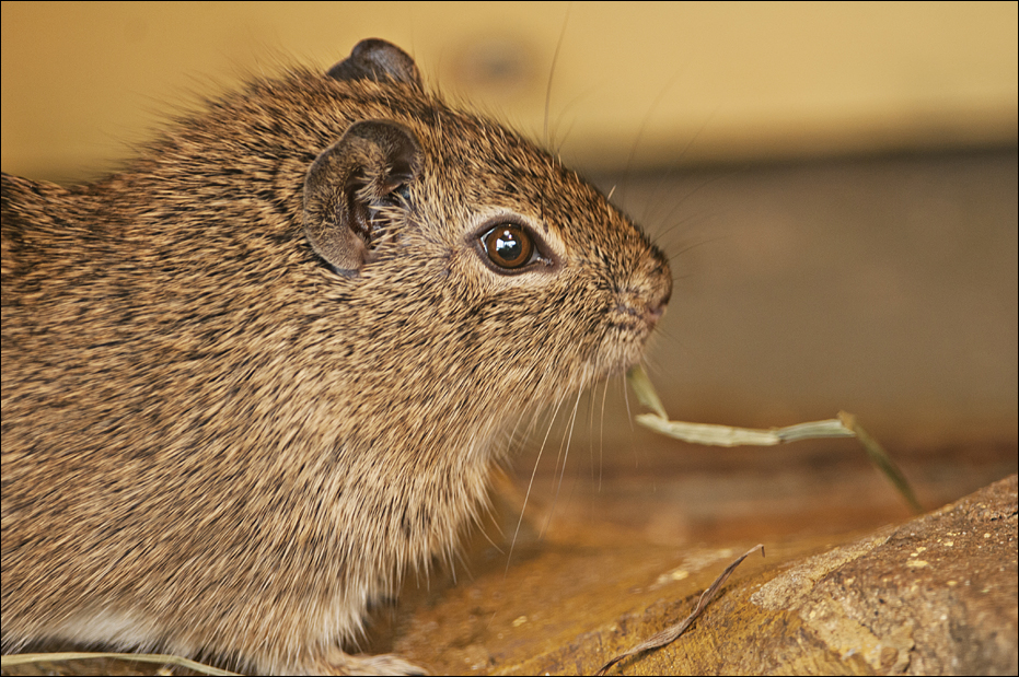 Grey cavy at Münster