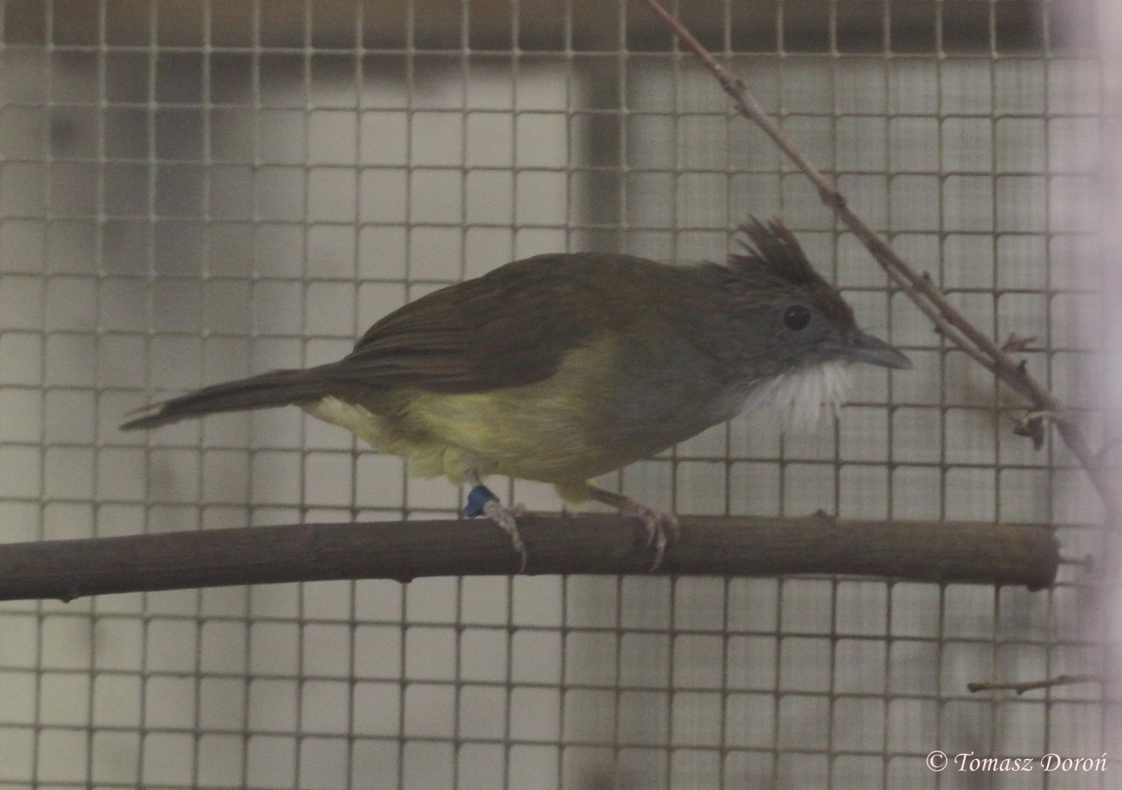 Grey-cheeked Bulbul (Alophoixus bres), October 2011