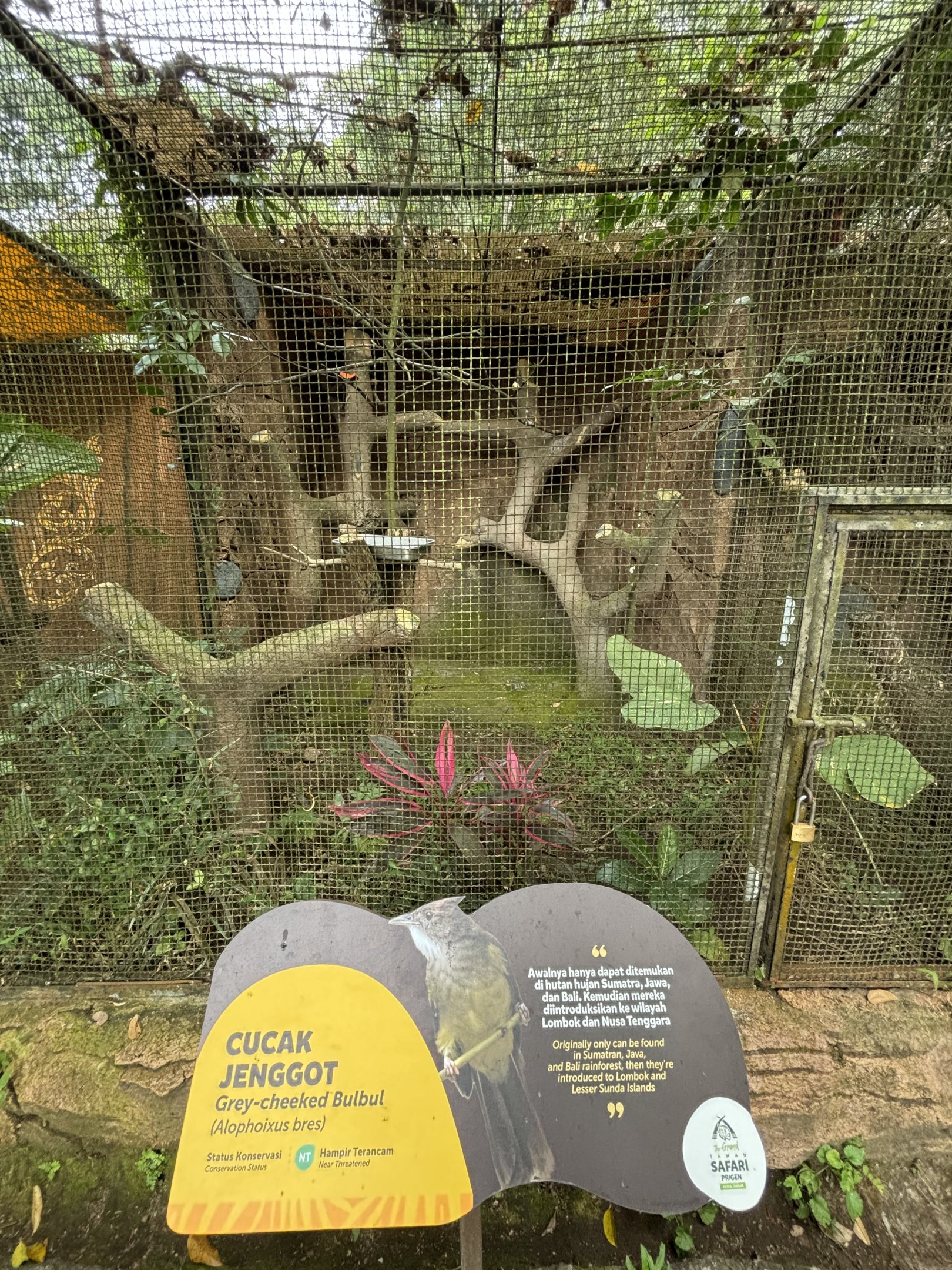 Grey-cheeked Bulbul Aviary