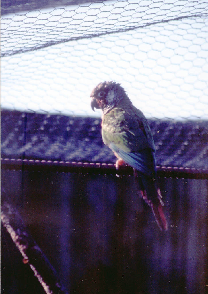Grey-cheeked Conure