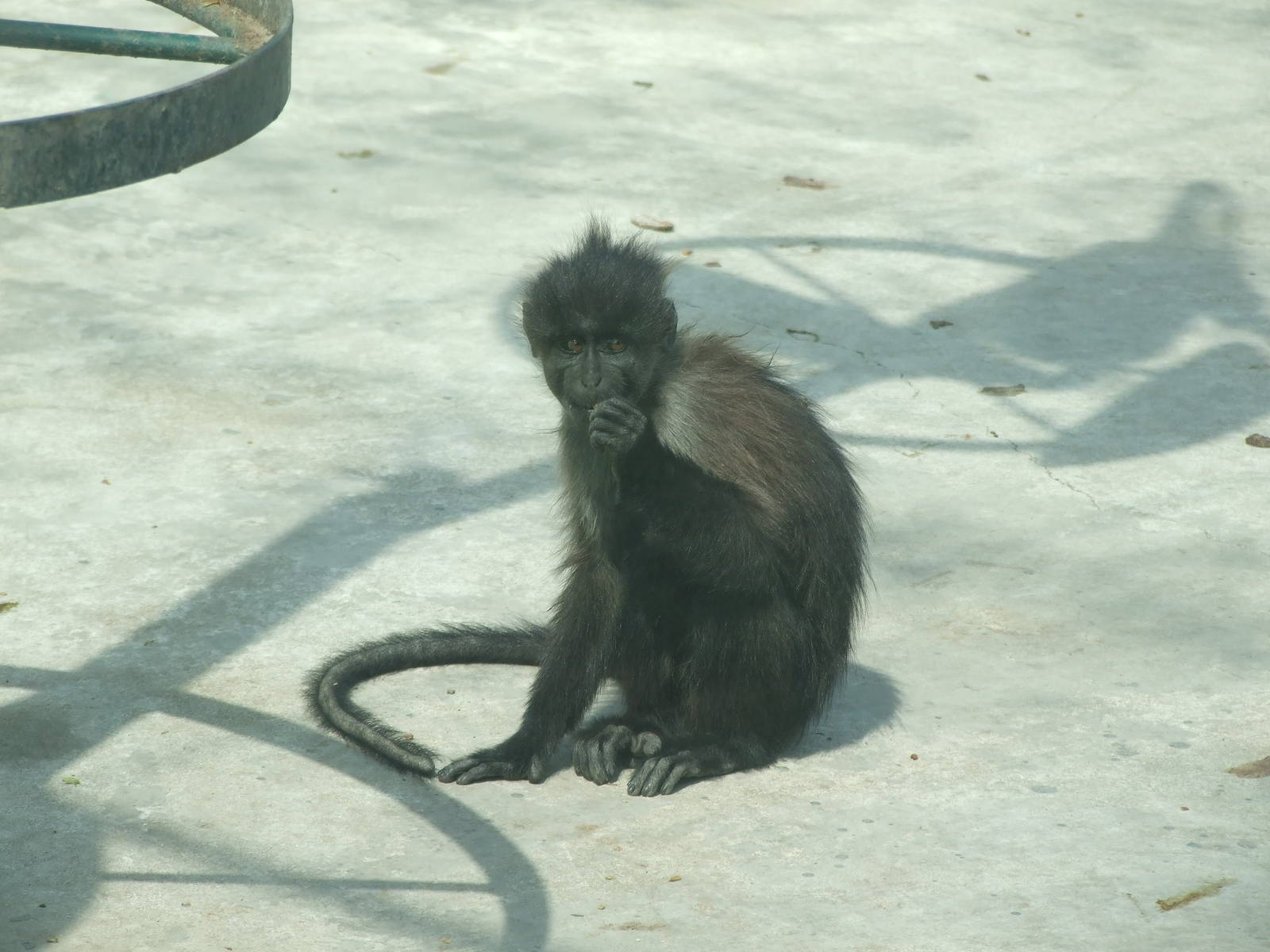 Grey-cheeked crested mangabey (Lophocebus albigena)