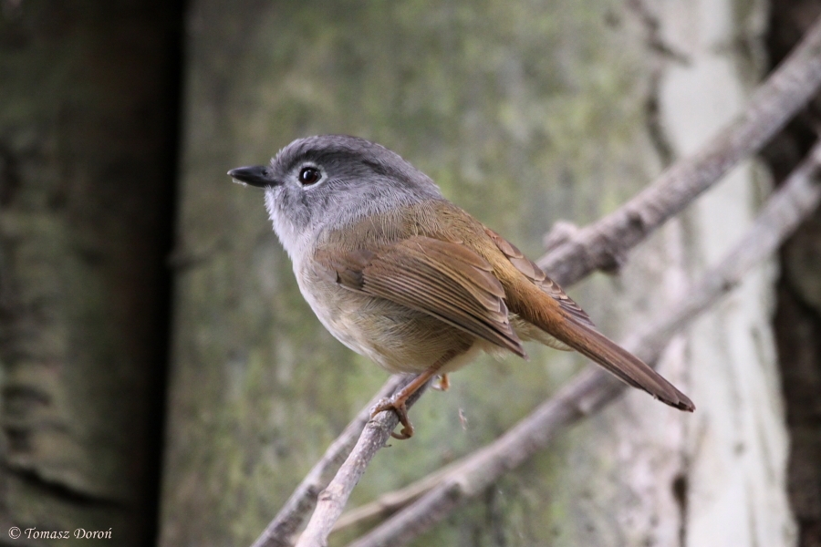 Grey-cheeked Fulvetta (Alcippe morrisonia) May 2010