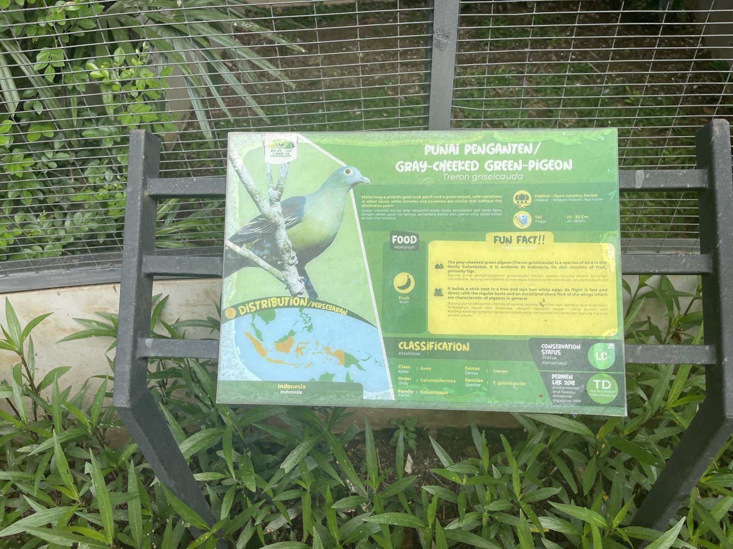 grey-cheeked green pigeon signage - aviary park