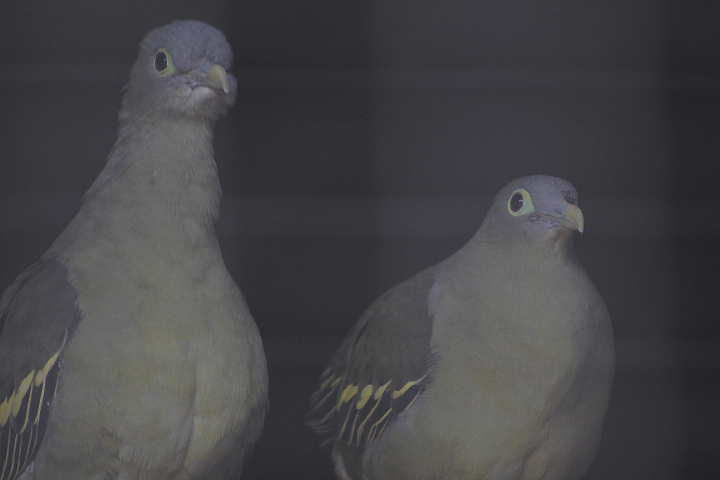 Grey-cheeked green pigeon (Treron griseicauda) - Aviary Park