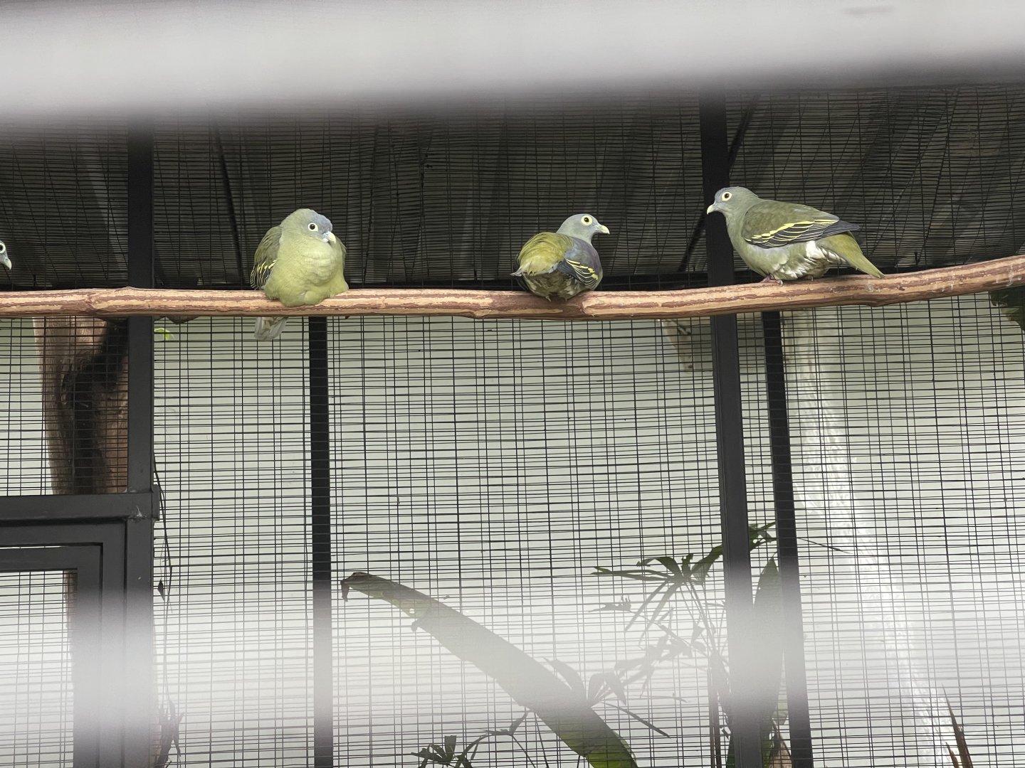 grey-cheeked green pigeon (treron griseicauda) - aviary park