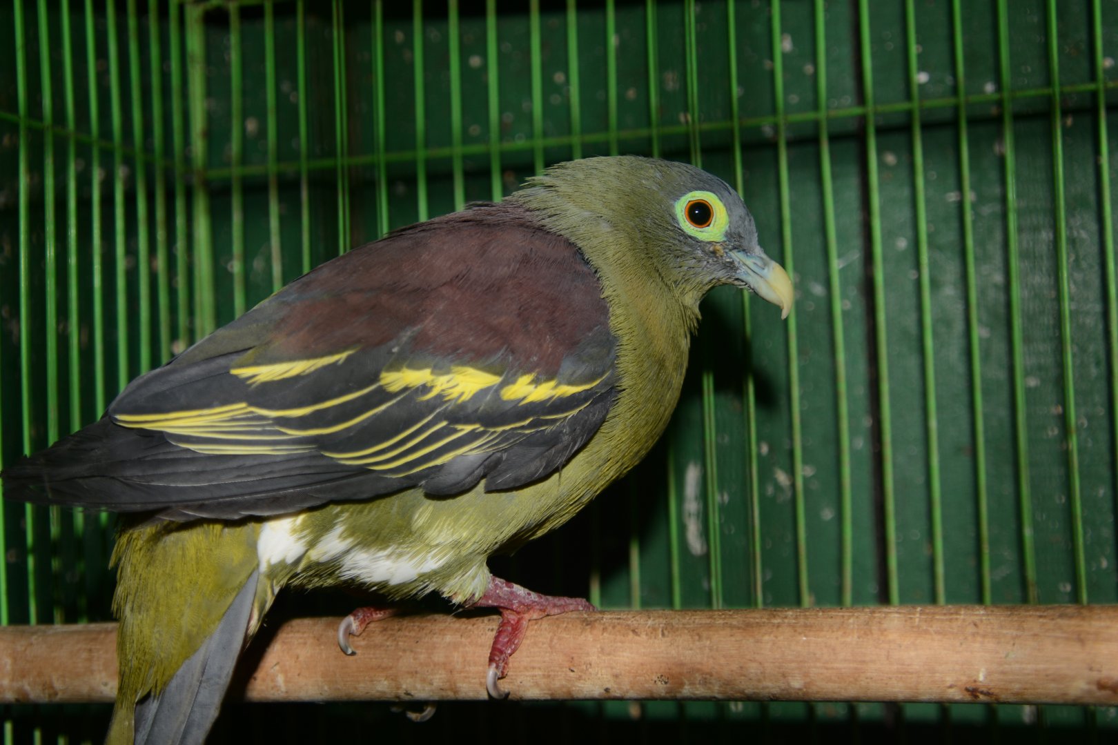 Grey-cheeked green pigeon (Treron griseicauda griseicauda)