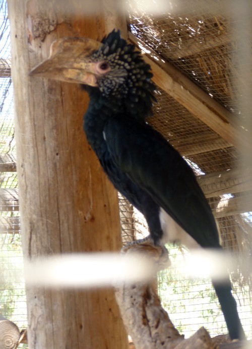 Grey-cheeked hornbill (Bycanistes subcylindricus)