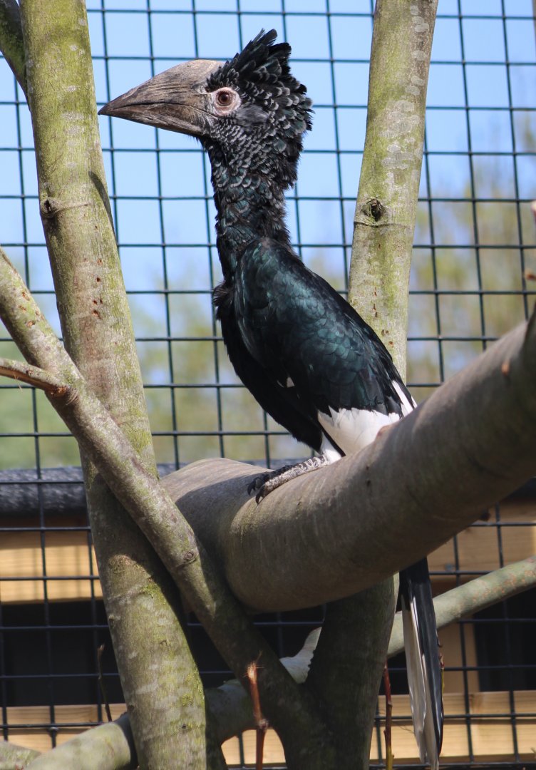 Grey-cheeked hornbill - female