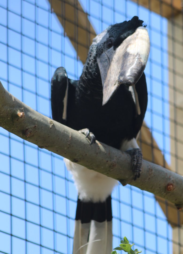 Grey-cheeked hornbill - male