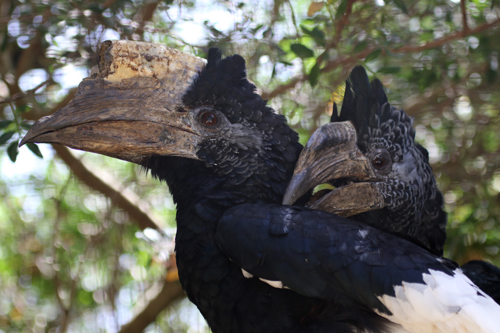 Grey-cheeked Hornbill pair at Zoo de Lagos 7th August 2017