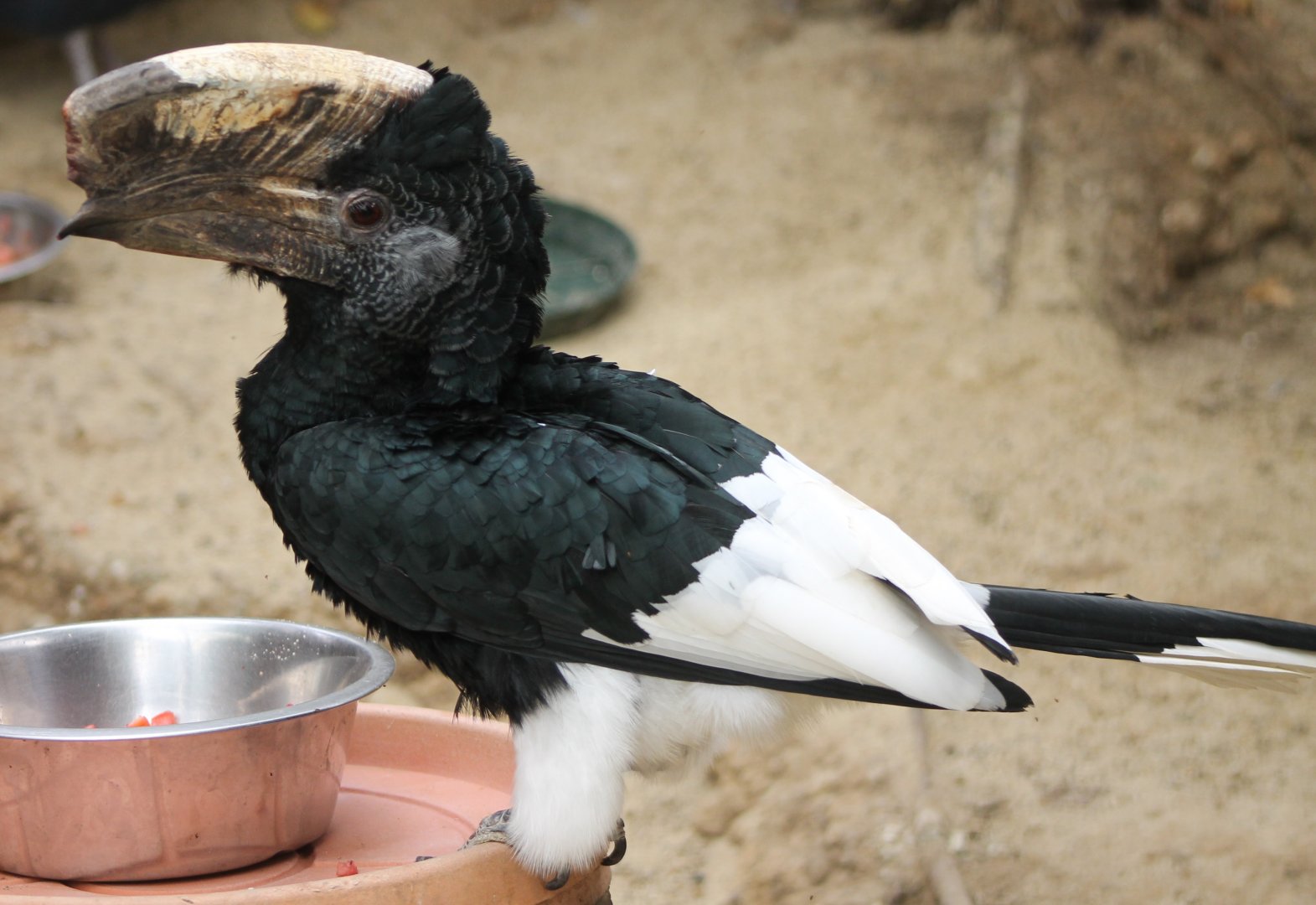 Grey-cheeked hornbill