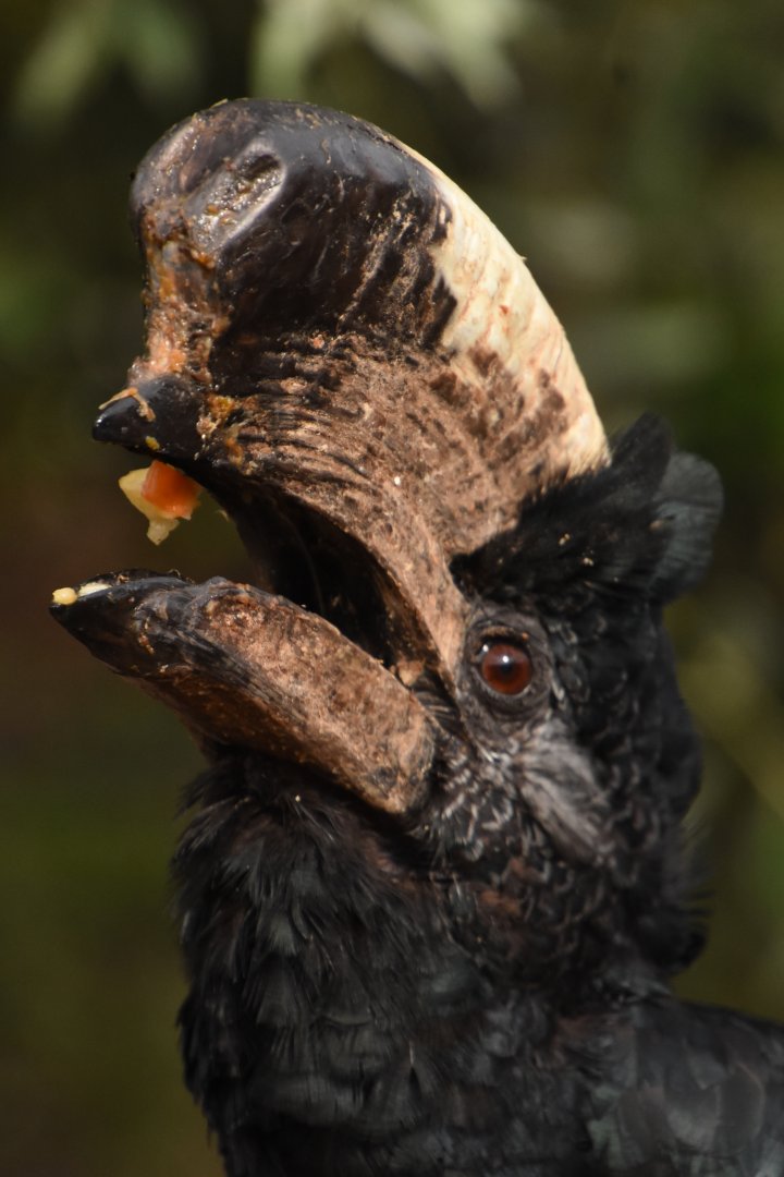 Grey-cheeked Hornbill