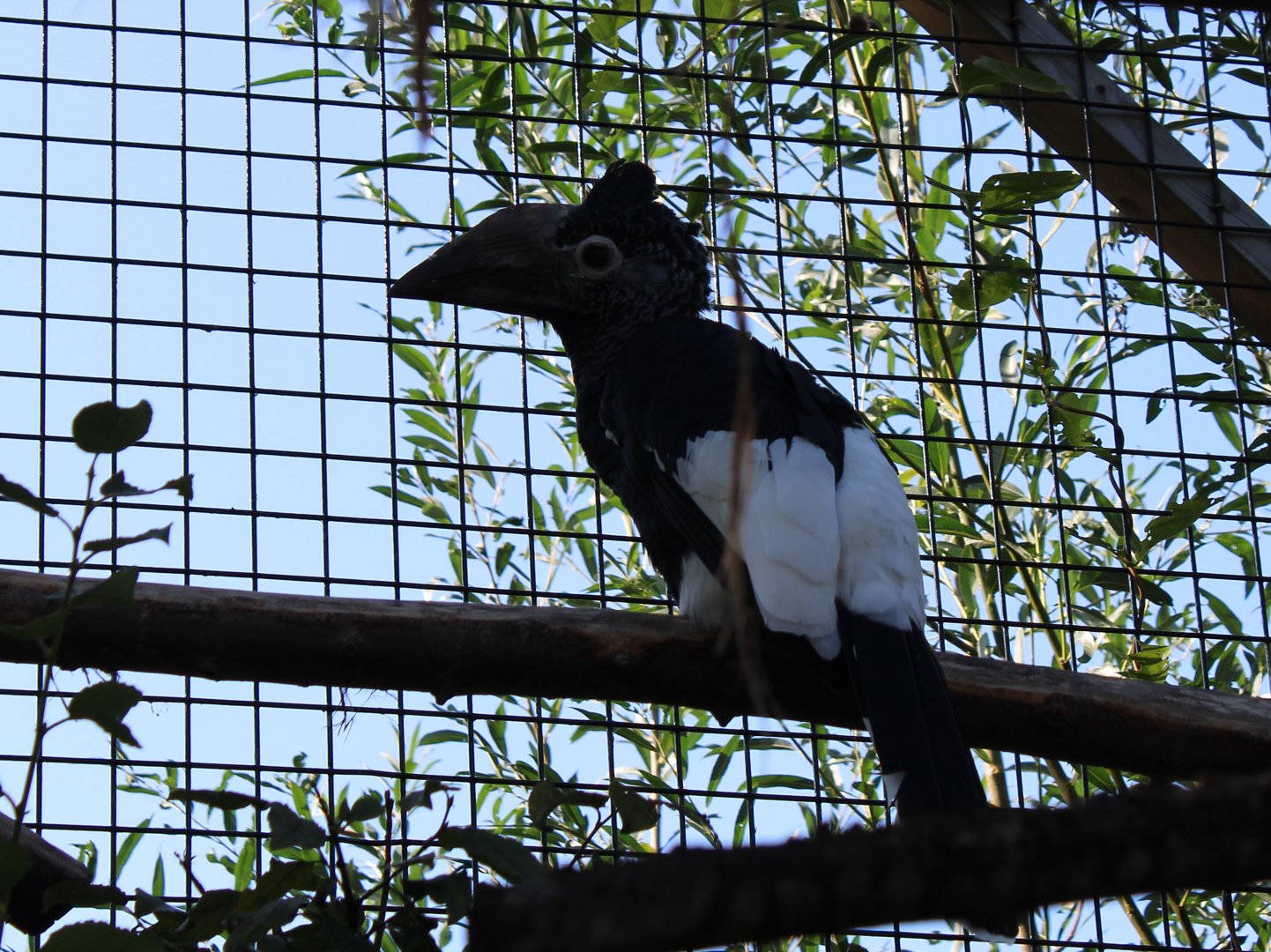 Grey-cheeked hornbill