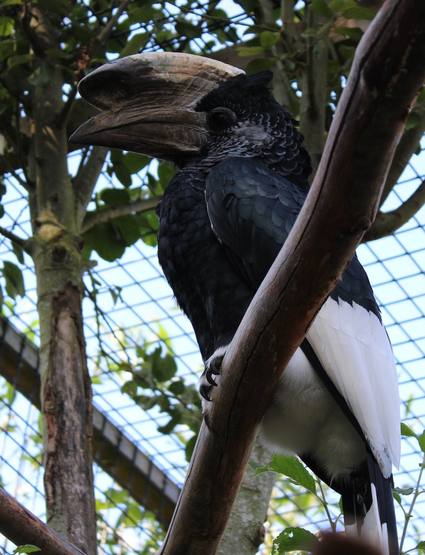Grey-cheeked hornbill