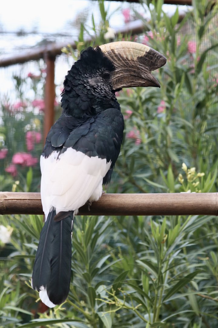 Grey-cheeked hornbill