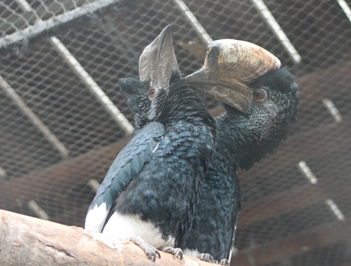 Grey-cheeked hornbills