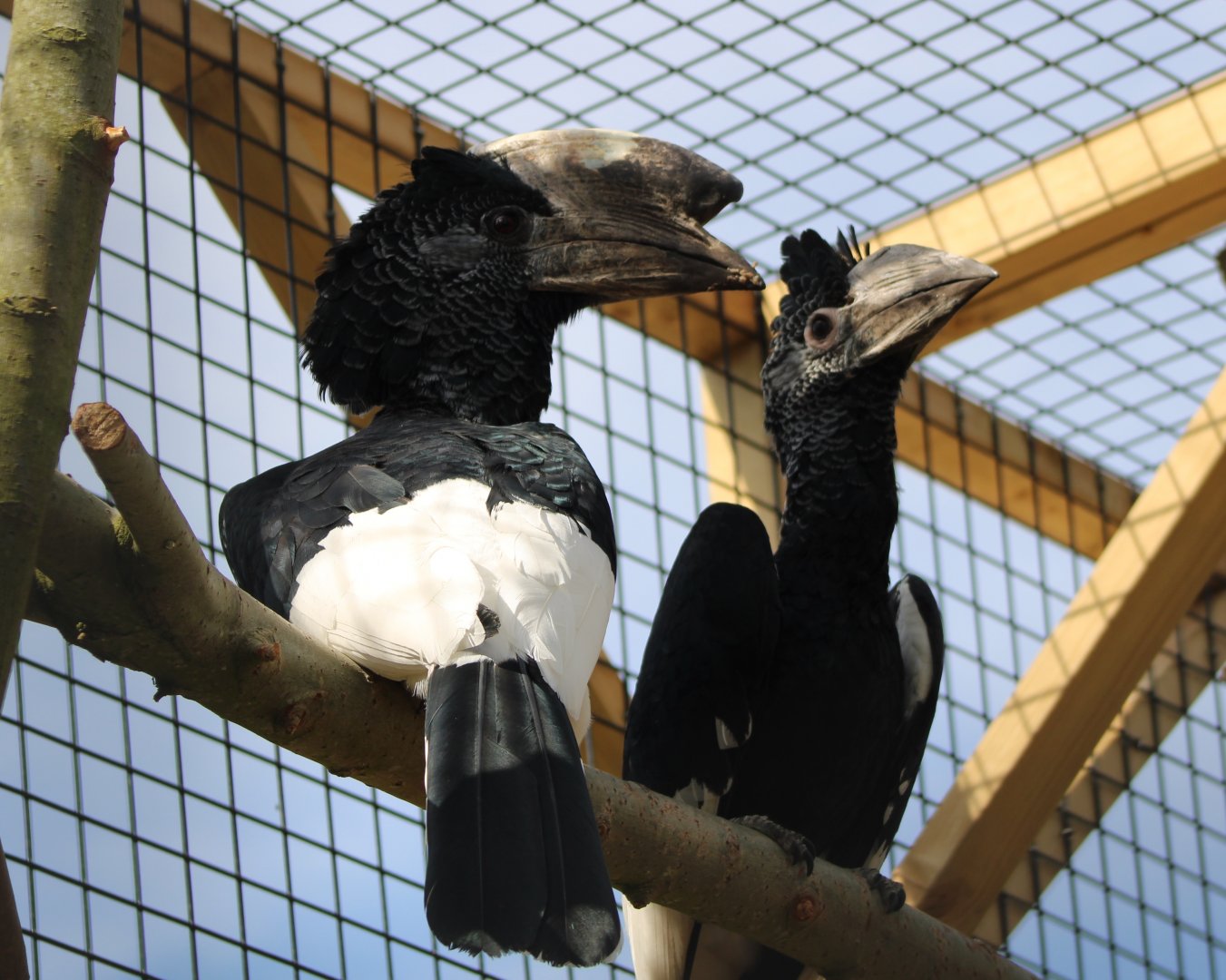 Grey-cheeked hornbills