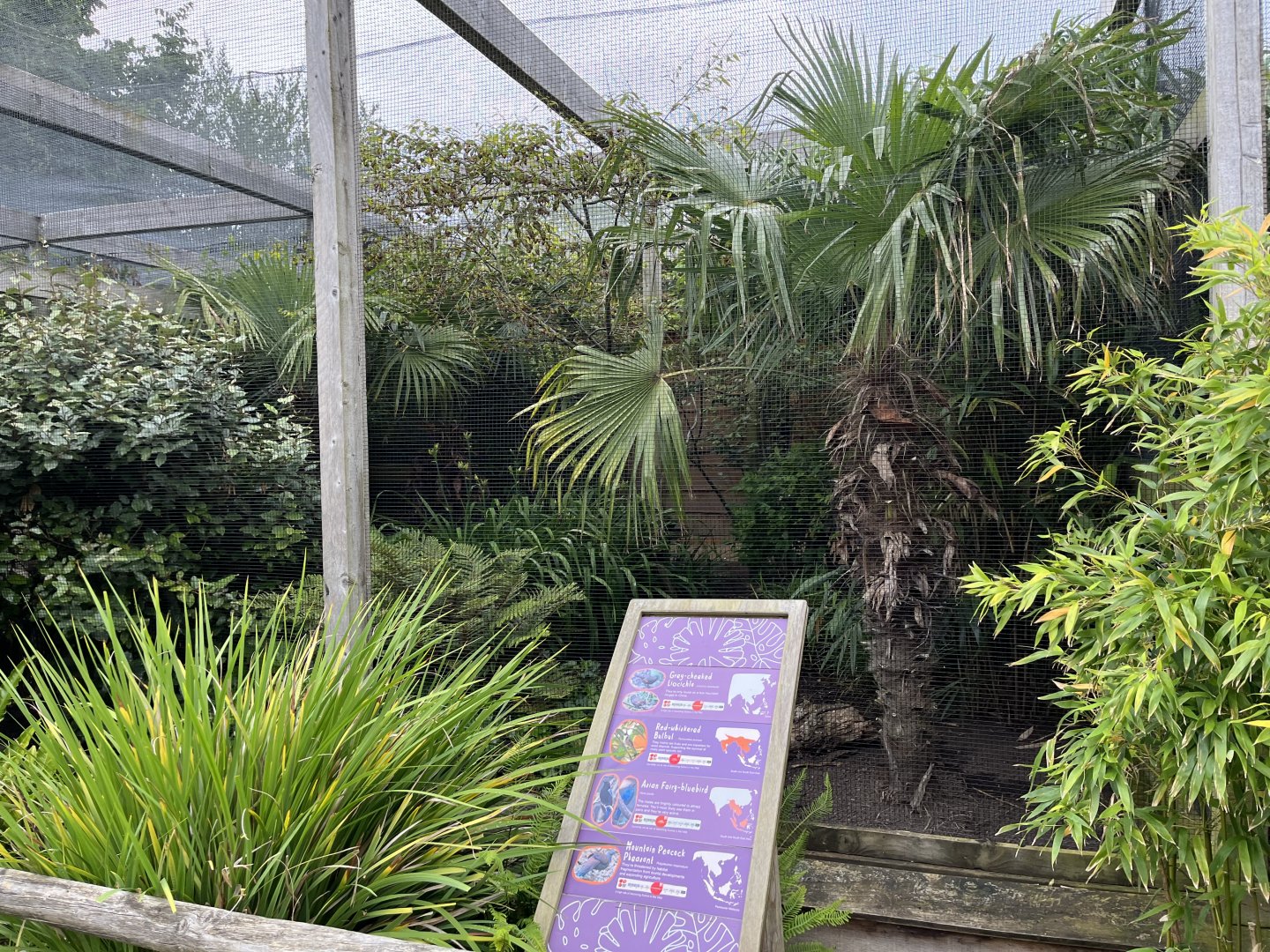 Grey-cheeked Liochichla, Red-whiskered bulbul, Asian fairy-bluebird and Mountain peacock pheasant aviary 29.6.24