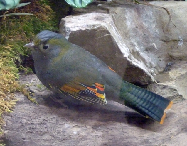 Grey-cheeked liocichla (Liocichla omeiensis)