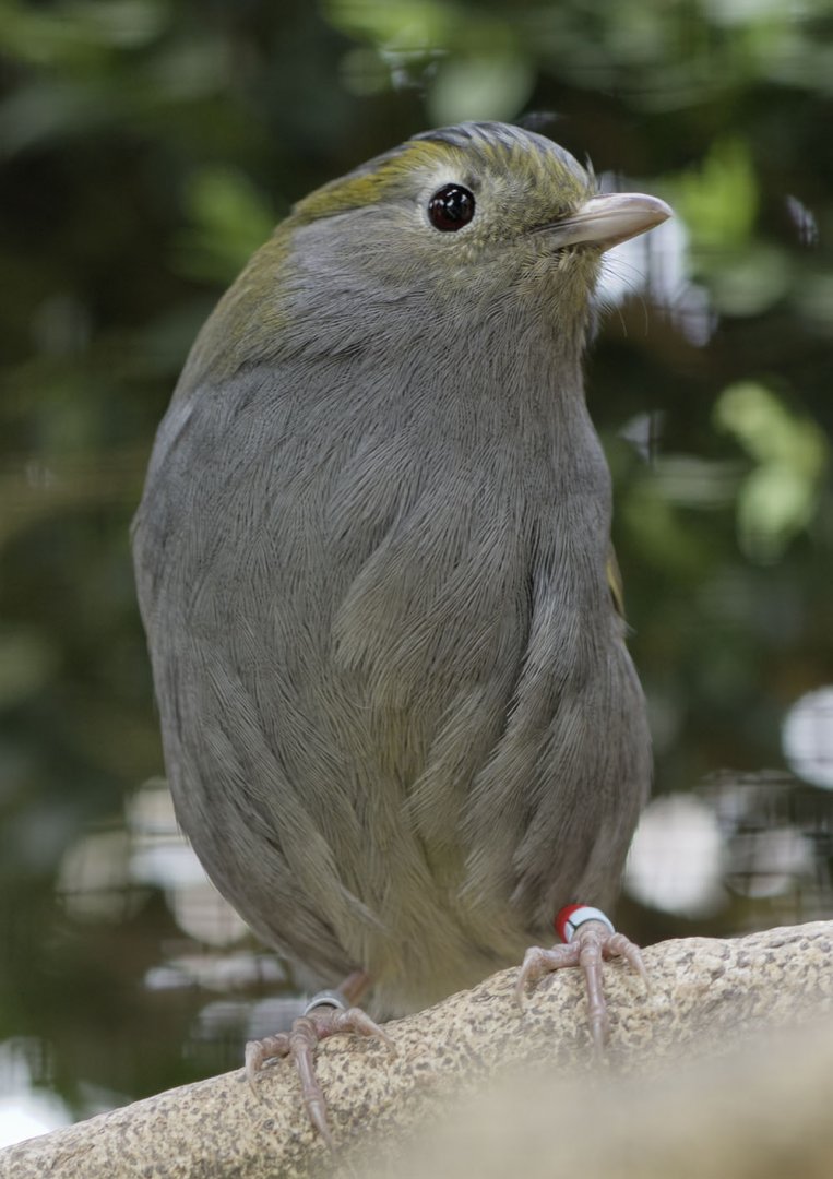 Grey-cheeked liocichla