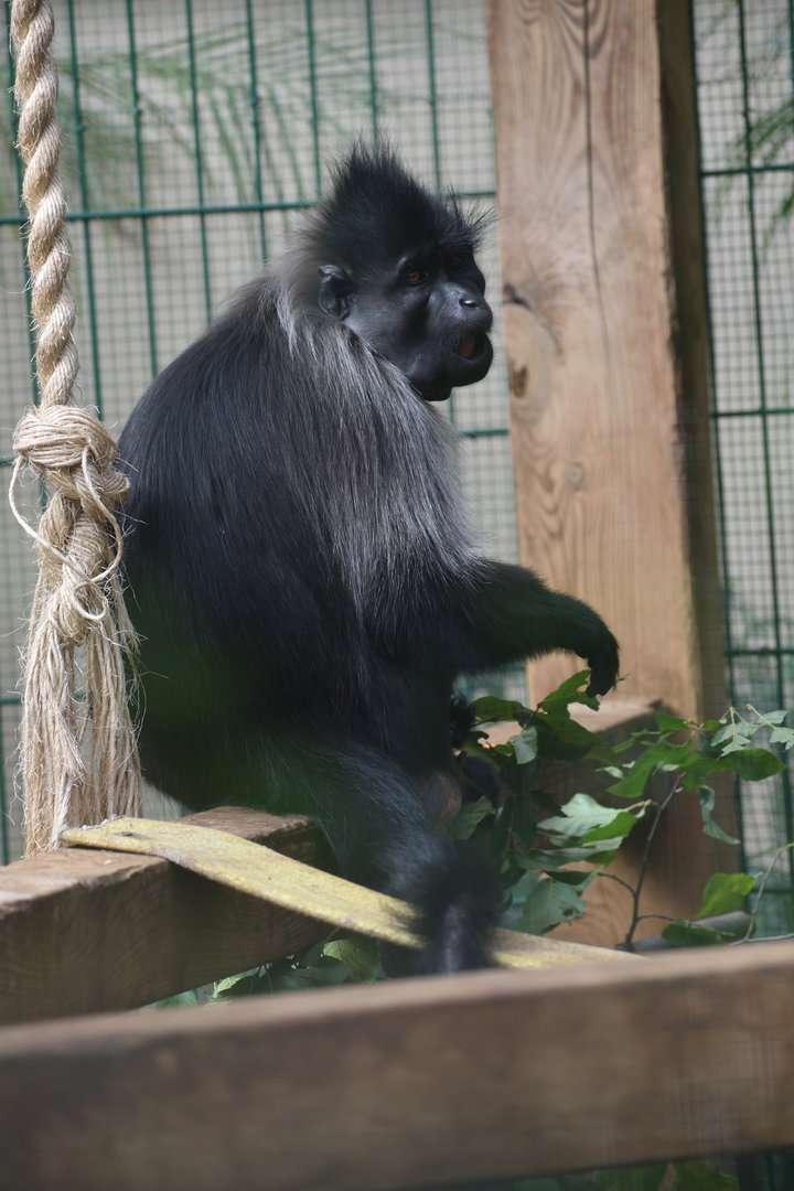 Grey-cheeked mangabey - Espace zoologique de Saint Martin la Plaine 2023