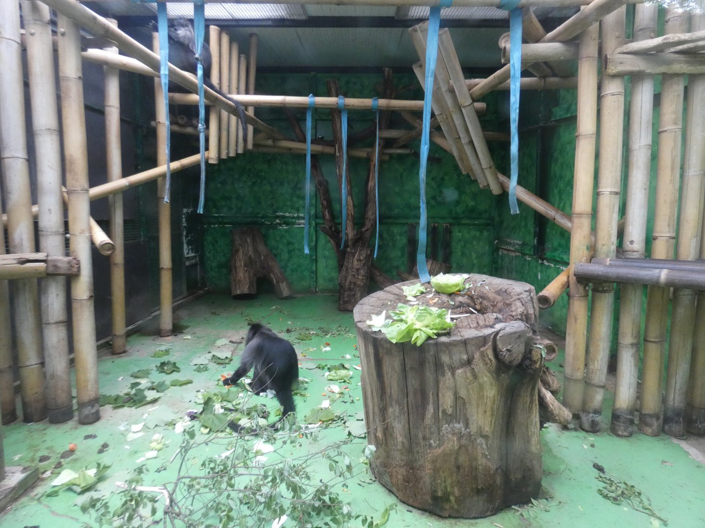 Grey-cheeked mangabey indoor enclosure