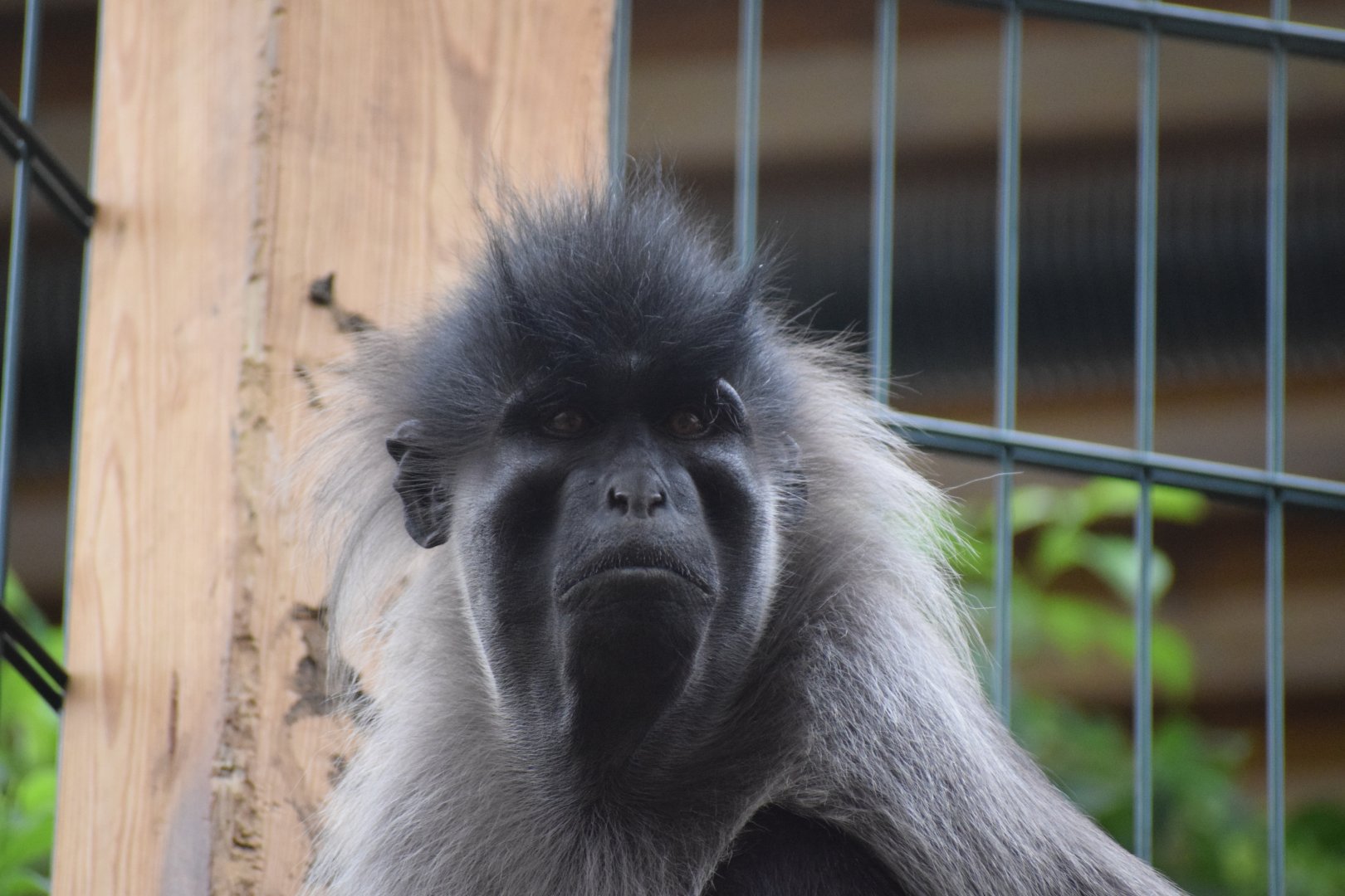 Grey-cheeked mangabey - Parc zoologique de Saint-Martin-la Plaine