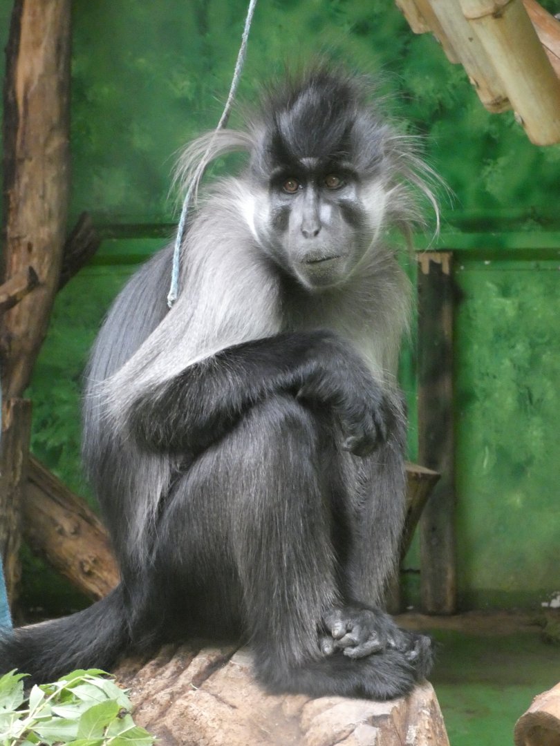 Grey-cheeked mangabey portrait