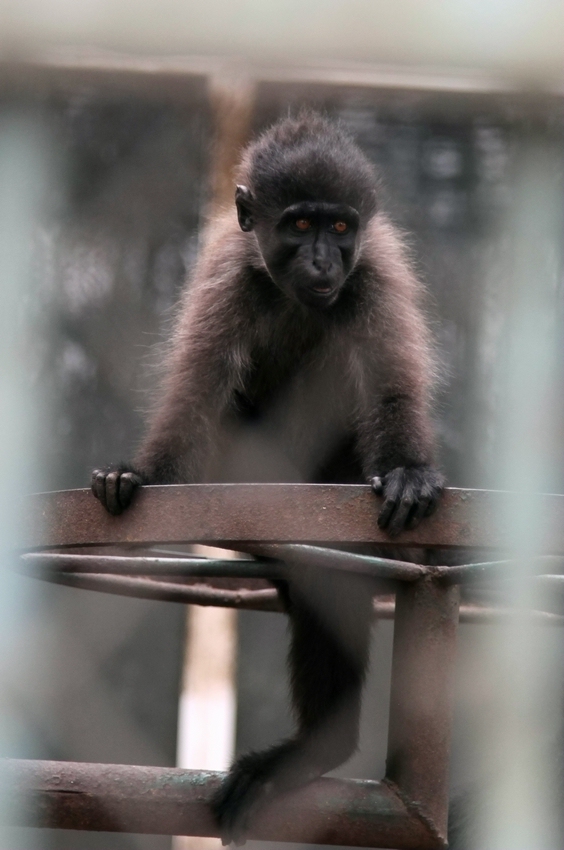 Grey-cheeked mangabey