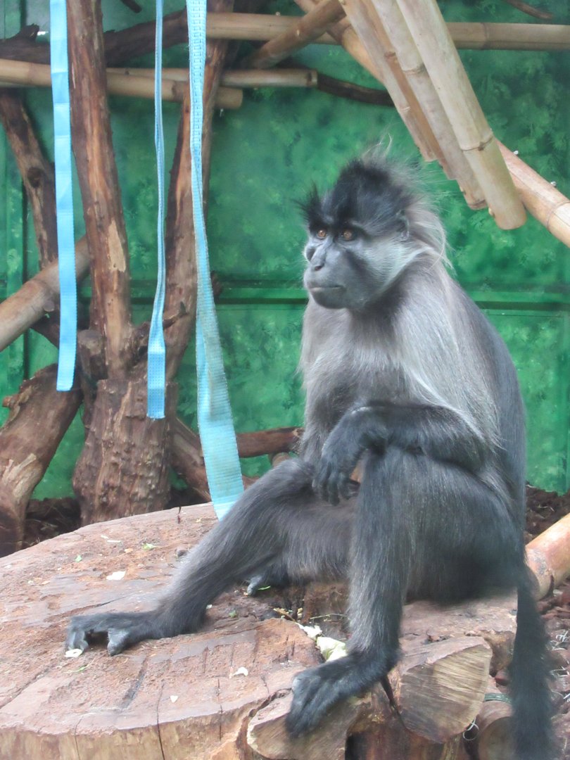 Grey-cheeked mangabey
