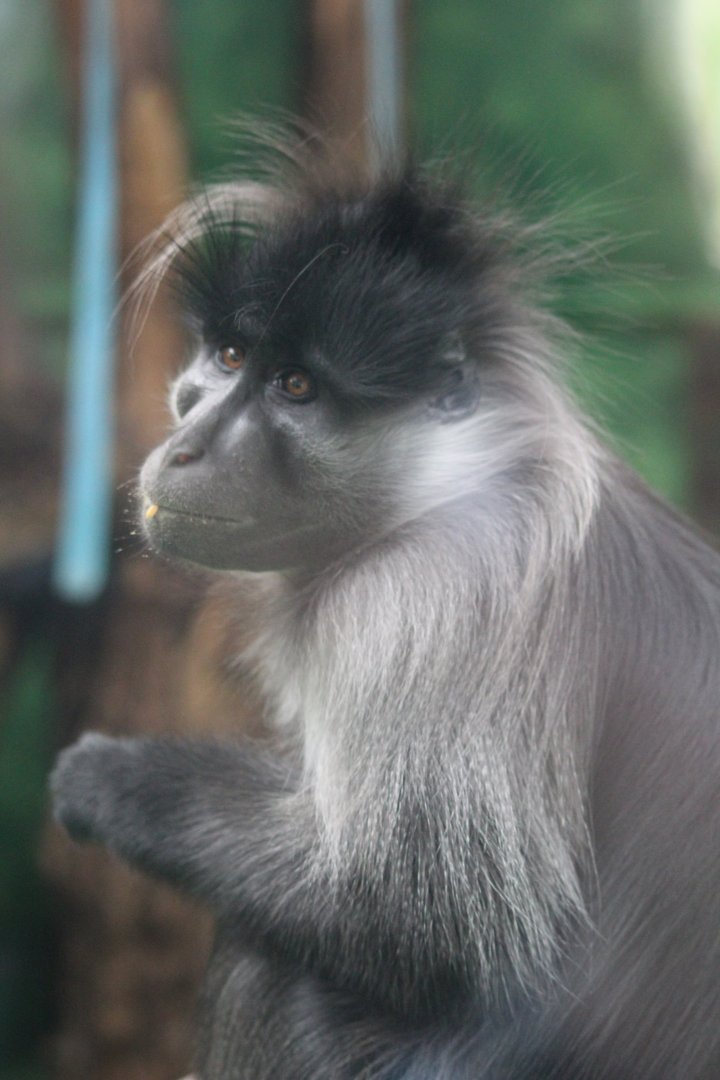 Grey cheeked mangabey