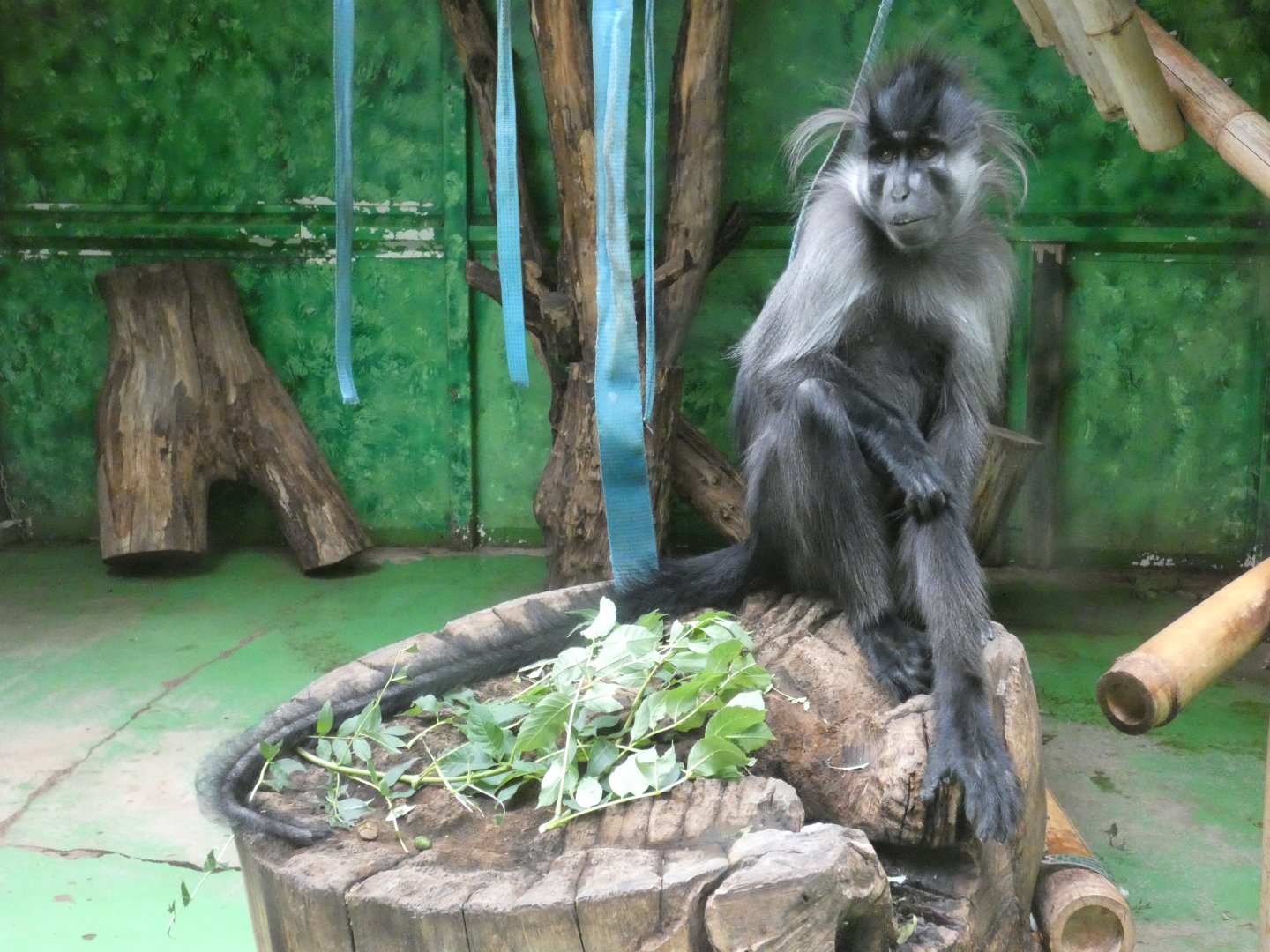 Grey-cheeked mangabey