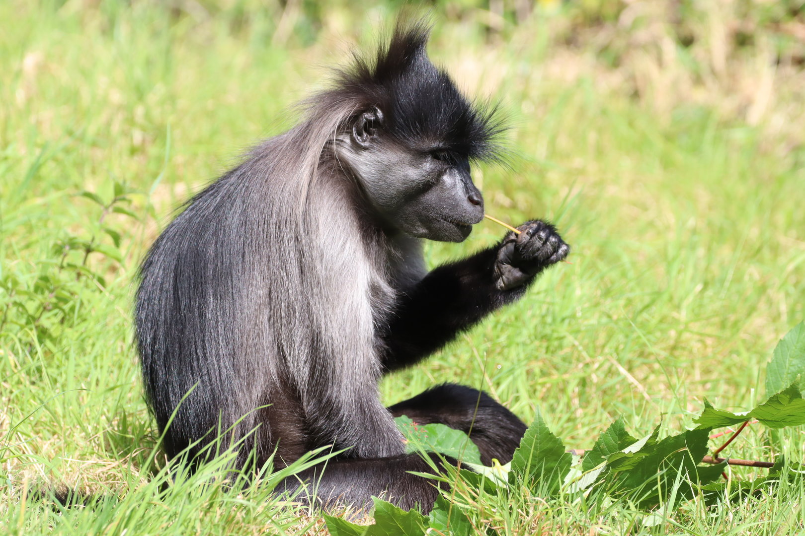 Grey-cheeked Mangabey