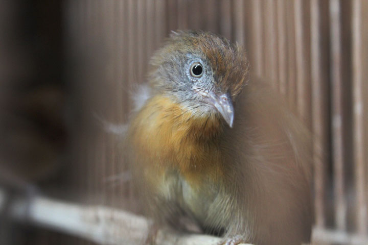 Grey-cheeked tit-babbler (Mixornis flavicollis)