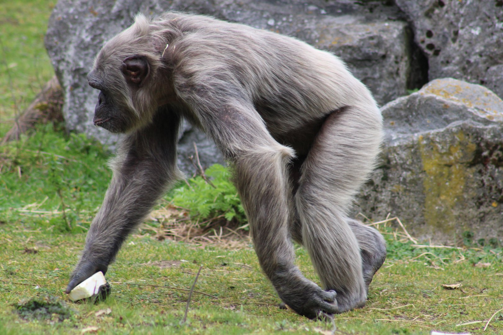 Grey Chimpanzee - age-related ?