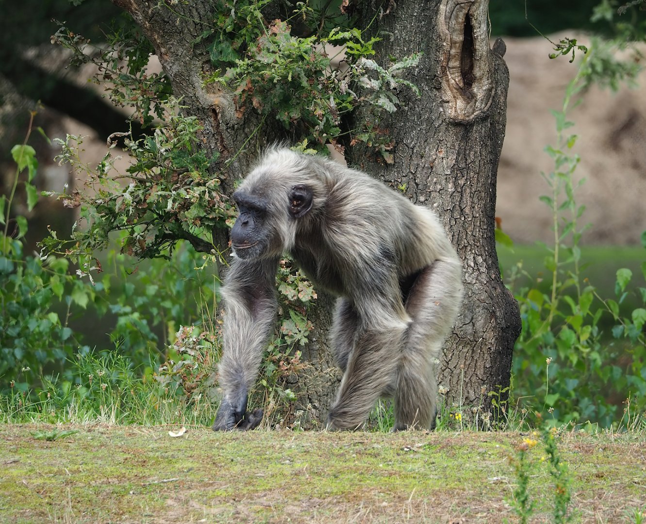 Grey Chimpanzee (Pan troglodytes), 2023-08-15