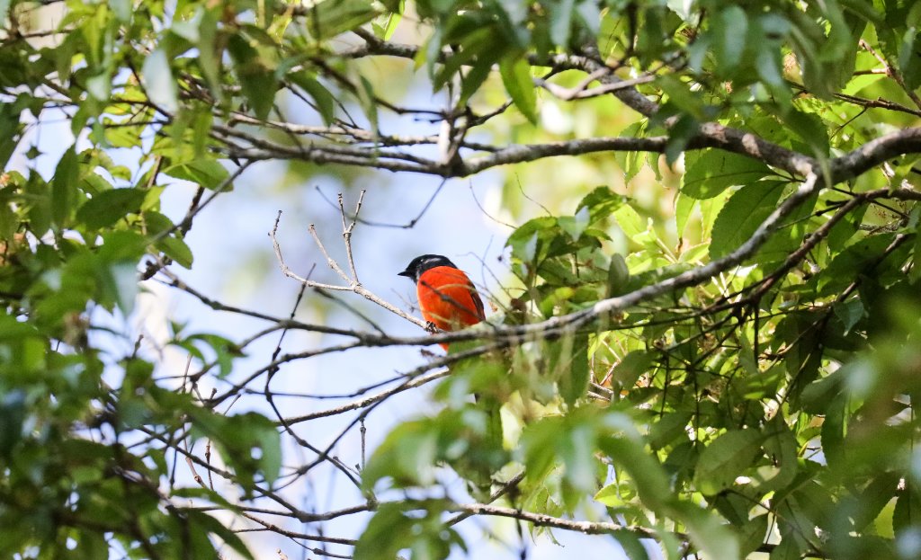 Grey-chinned Minivet